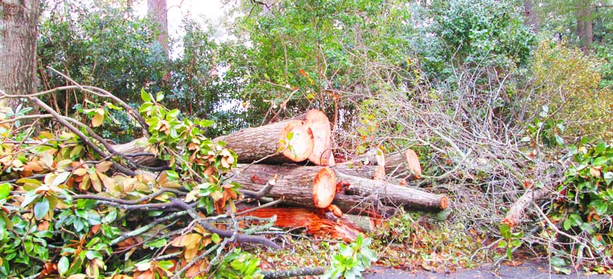 Debris Clean Up and Removal